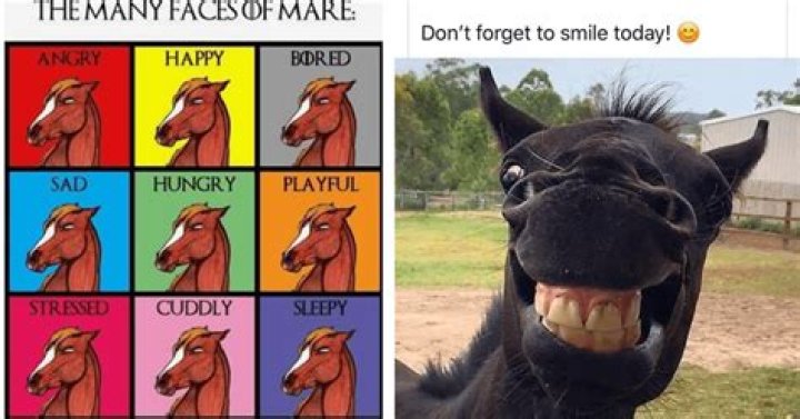 Hilarious Horse Named Tango Goes Viral for Thinking He's a Dog