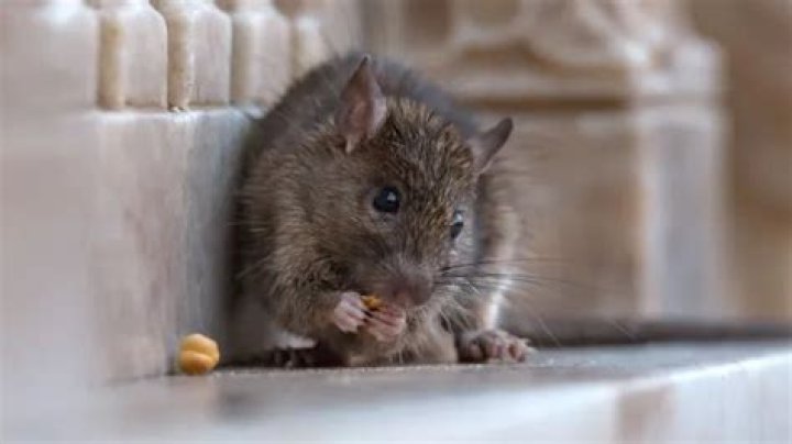 If You Live Here, Prepare for an "Explosion of Pests," Experts Say