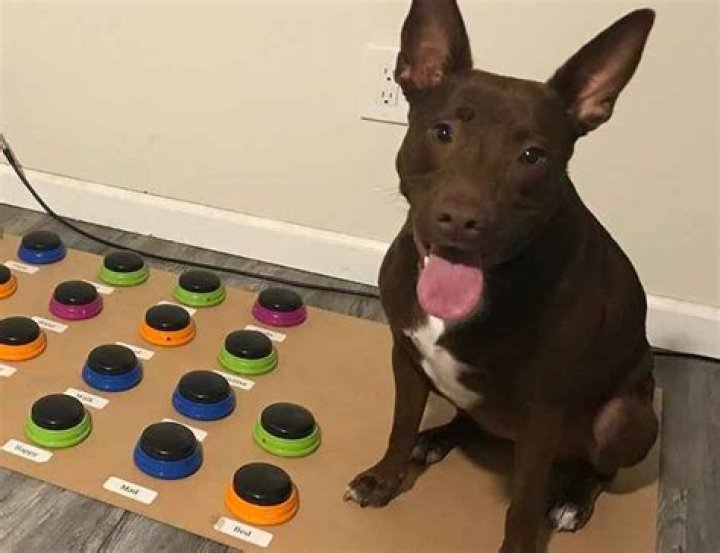 Incredible Videos Show a Dog Named Stella "Talking" Using a Soundboard
