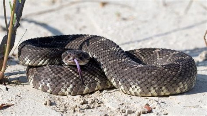 Officials Issue Rare Winter Rattlesnake Warning—How to Stay Safe
