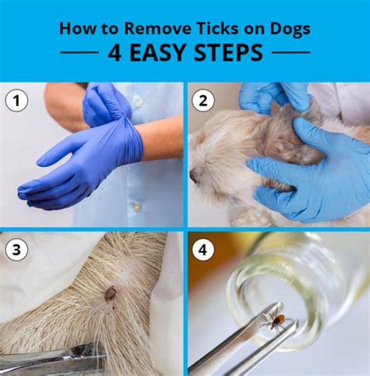 Ticks on Dogs: How to Find Them and Safely Remove Them